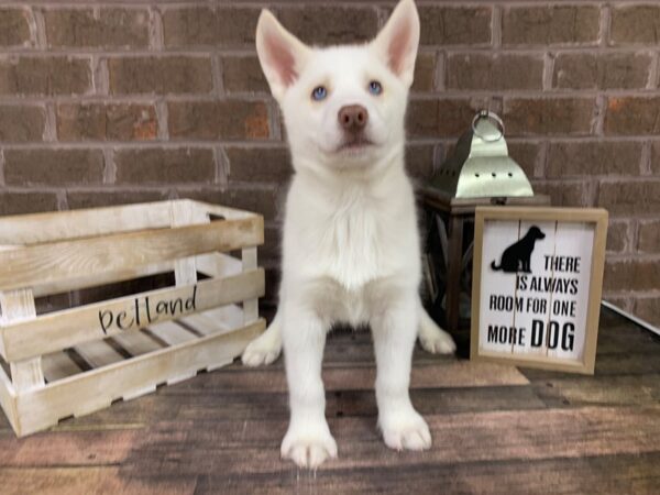 Siberian Husky-DOG-Male-White-3081-Petland Knoxville, Tennessee