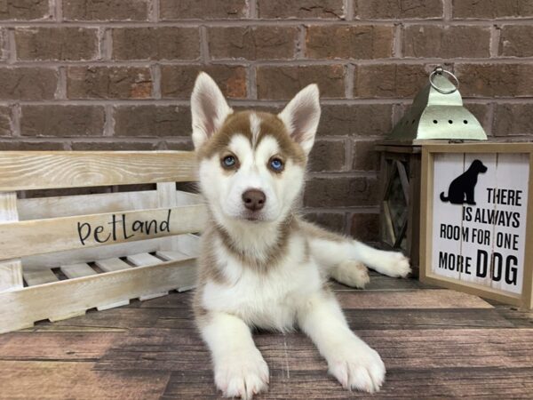 Siberian Husky-DOG-Female-Red/ White-3082-Petland Knoxville, Tennessee