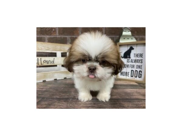 Shih Tzu-DOG-Male-Sable/white-3072-Petland Knoxville, Tennessee