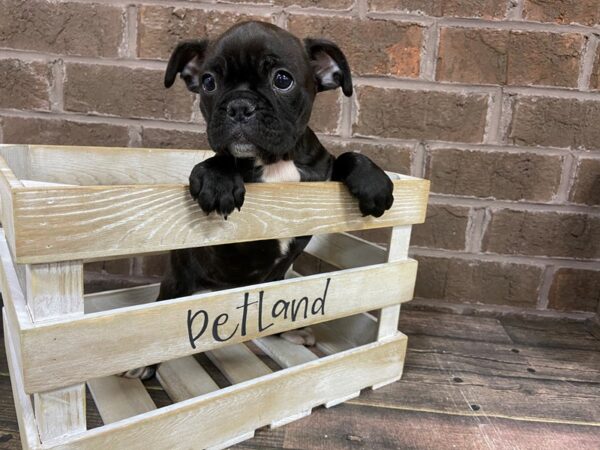 Frenchton-DOG-Male-Brindle-3105-Petland Knoxville, Tennessee