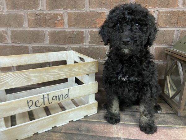 Bernedoodle-DOG-Female-Black-3108-Petland Knoxville, Tennessee