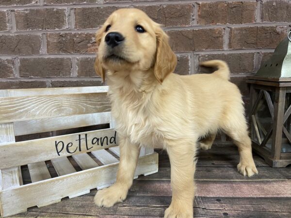 Golden Retriever-DOG-Male-Red-3102-Petland Knoxville, Tennessee