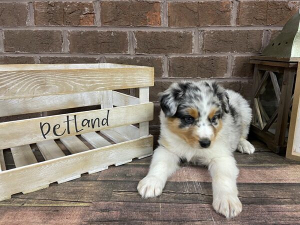 Miniature Australian Shepherd-DOG-Male-Blue Merle White / Tan-3099-Petland Knoxville, Tennessee