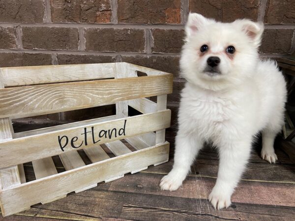 American Eskimo Dog-DOG-Female-White-3097-Petland Knoxville, Tennessee