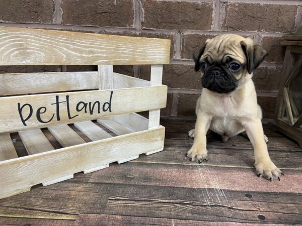 Pug-DOG-Male-Fawn-3096-Petland Knoxville, Tennessee