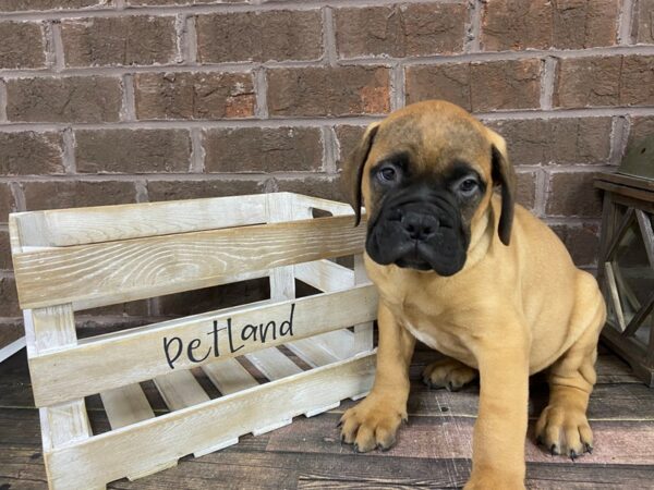 Bullmastiff-DOG-Male-Red Fawn-3107-Petland Knoxville, Tennessee