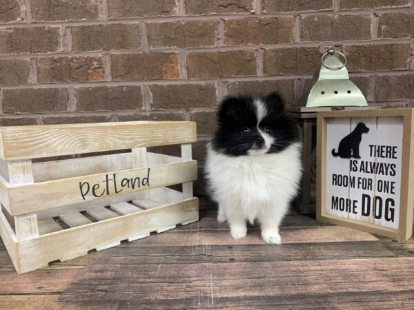 Pomeranian-DOG-Male-Black / White-3095-Petland Knoxville, Tennessee