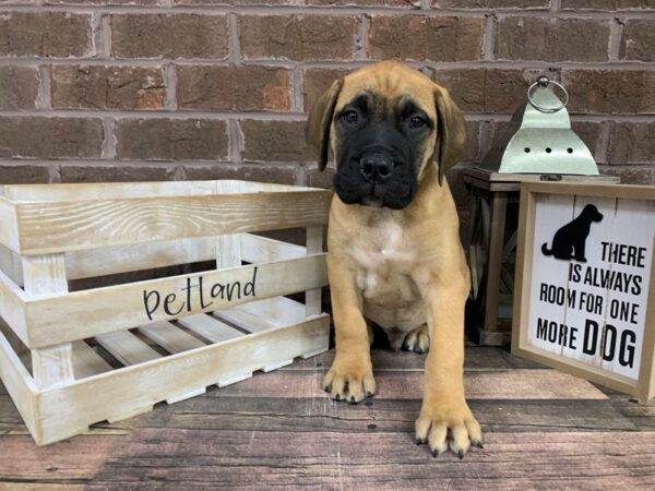 Bullmastiff-DOG-Male-Red Fawn-3106-Petland Knoxville, Tennessee
