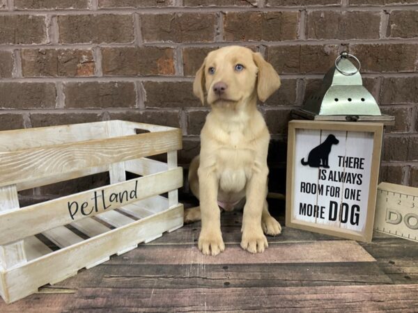 Labrador Retriever-DOG-Male-Yellow-3104-Petland Knoxville, Tennessee