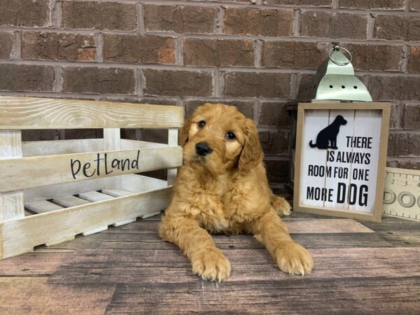 Goldendoodle-DOG-Male-Red-3103-Petland Knoxville, Tennessee