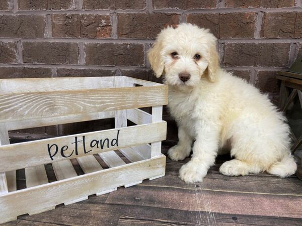 Bernedoodle DOG Female Cream 3109 Petland Knoxville, Tennessee