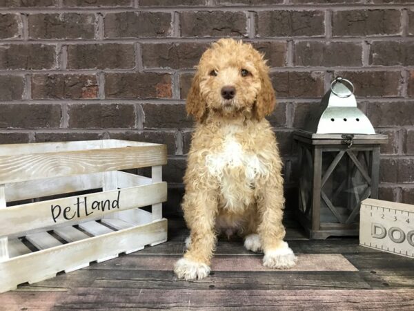 Bernedoodle DOG Male Apricot 3110 Petland Knoxville, Tennessee