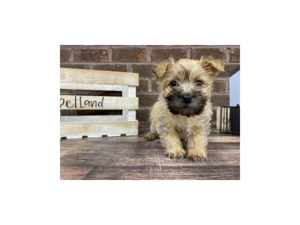 Cairn Terrier-DOG-Female-Wheaten-3119-Petland Knoxville, Tennessee