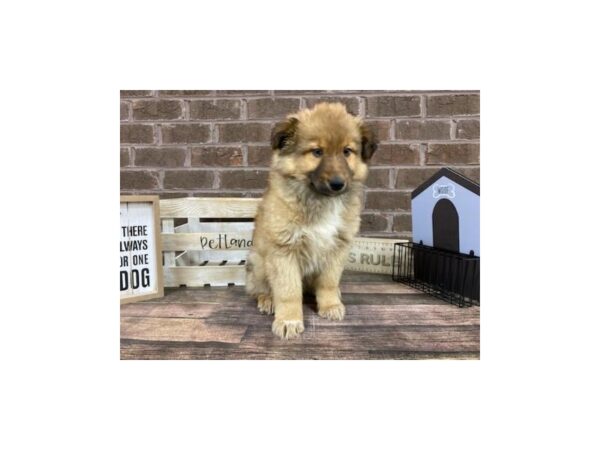 Aussie/English Shepherd-DOG-Male-Red / White-3114-Petland Knoxville, Tennessee