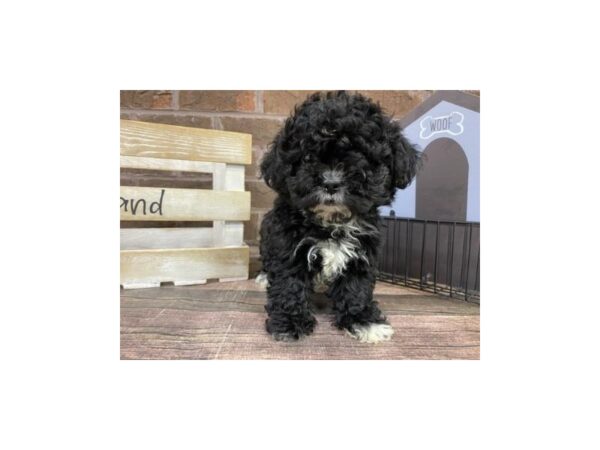 Teddy Bear-DOG-Male-Black-3115-Petland Knoxville, Tennessee