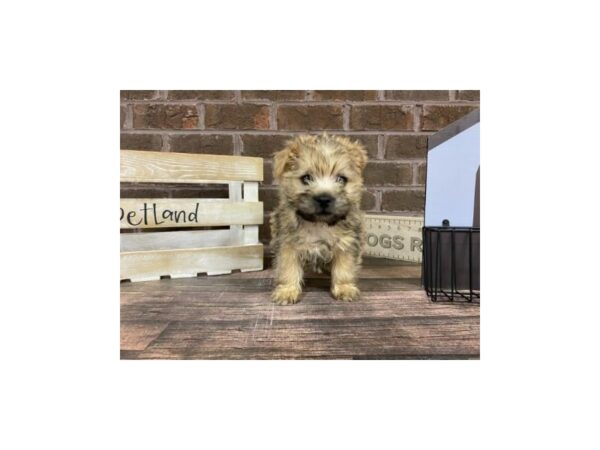 Cairn Terrier-DOG-Male-Wheaten-3118-Petland Knoxville, Tennessee