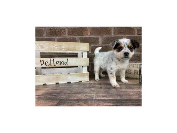 BEAGLE/HEELER DOG Female White Black / Tan 3120 Petland Knoxville, Tennessee