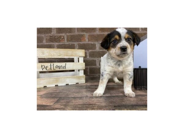 BEAGLE/HEELER-DOG-Male-White Black / Tan-3121-Petland Knoxville, Tennessee