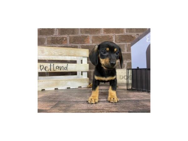 Dachshund-DOG-Female-Black / Tan-3117-Petland Knoxville, Tennessee