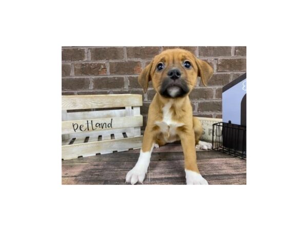 Beagle Mix-DOG-Female-Red-3124-Petland Knoxville, Tennessee