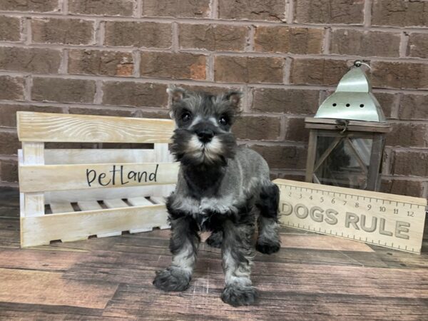 Miniature Schnauzer-DOG-Male-SALT PEPPER-3131-Petland Knoxville, Tennessee