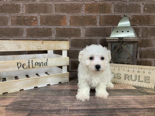 Bichon Frise-DOG-Male-White-3132-Petland Knoxville, Tennessee