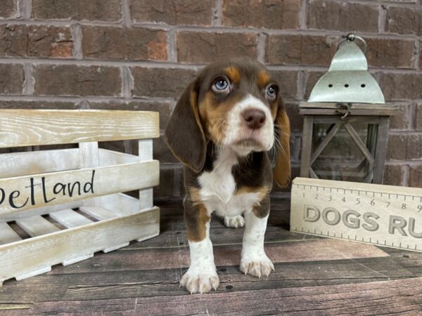 Beagle-DOG-Male-Tri-3137-Petland Knoxville, Tennessee