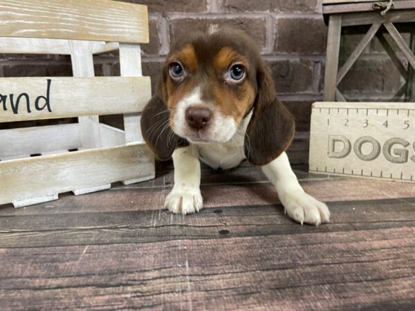 Beagle-DOG-Female-Tri-3136-Petland Knoxville, Tennessee