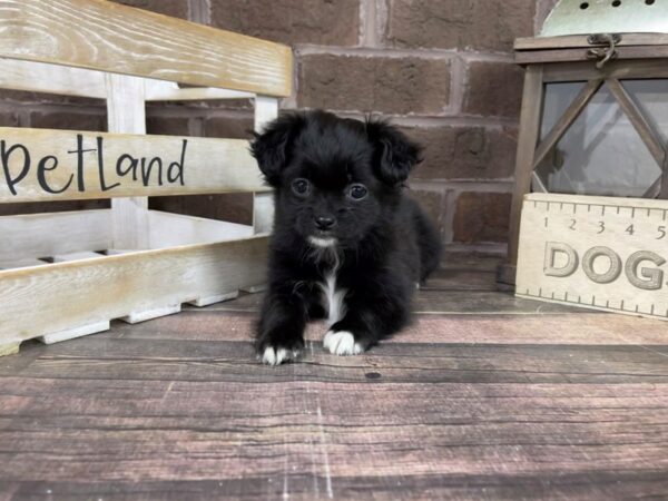 Shih Chi-DOG-Female-Black-3141-Petland Knoxville, Tennessee