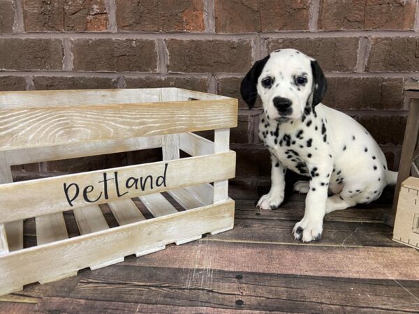 Dalmatian-DOG-Female-White-3143-Petland Knoxville, Tennessee
