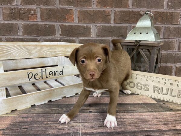 Hybrid-DOG-Male-Chocolate-3145-Petland Knoxville, Tennessee