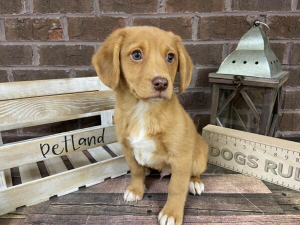Hybrid-DOG-Male-Brown-3146-Petland Knoxville, Tennessee