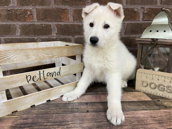 German Shepherd-DOG-Male-White-3144-Petland Knoxville, Tennessee