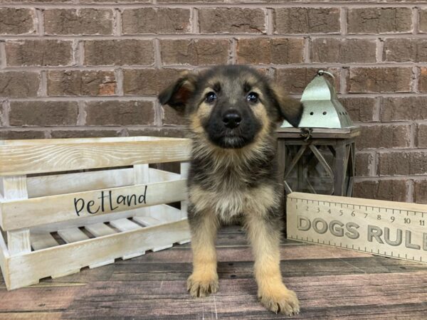 German Shepherd-DOG-Female-Black-3134-Petland Knoxville, Tennessee