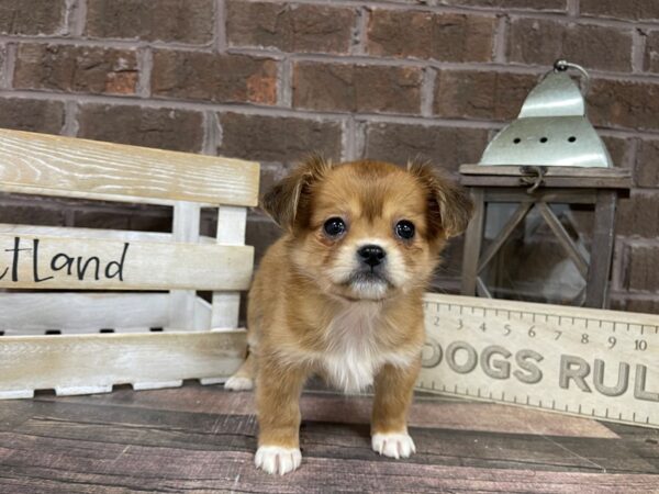 Shih Chi-DOG-Female-Brown-3140-Petland Knoxville, Tennessee