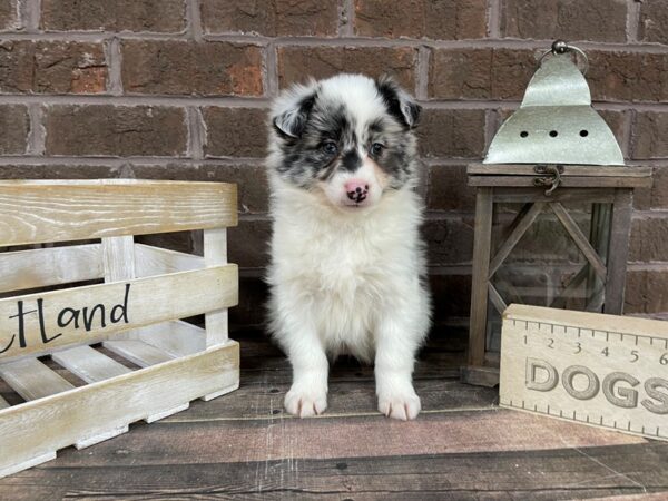 Aussiemo-DOG-Female-Merle-3152-Petland Knoxville, Tennessee