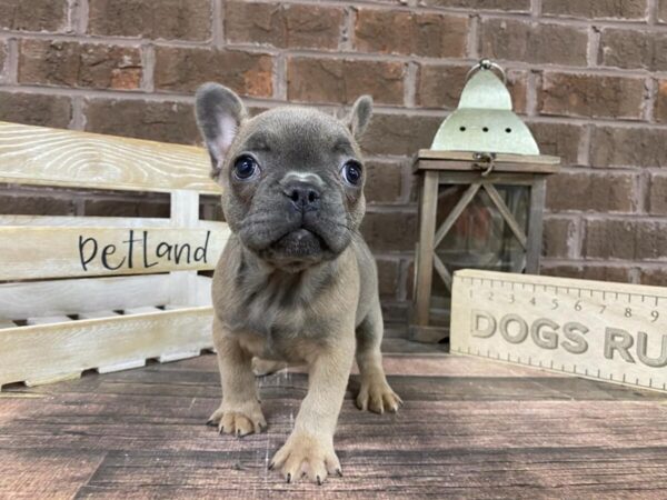 French Bulldog-DOG-Female-Blue Fawn-3156-Petland Knoxville, Tennessee