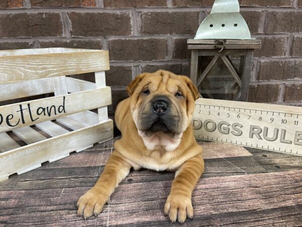 Shar Pei DOG Male Fawn 3157 Petland Knoxville, Tennessee