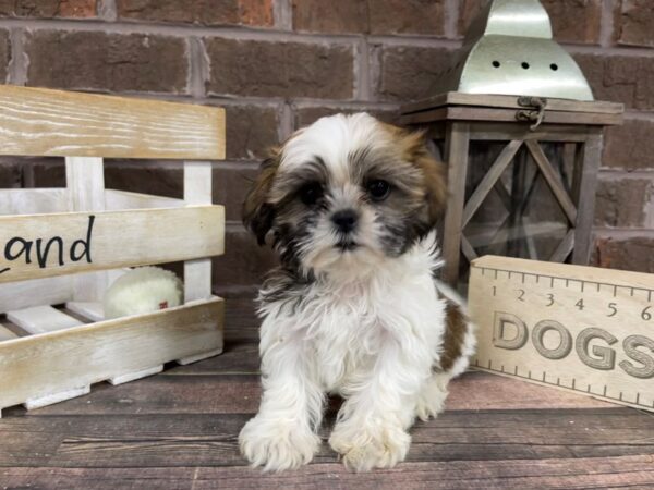 Shih Tzu-DOG-Female-Sable / White-3158-Petland Knoxville, Tennessee