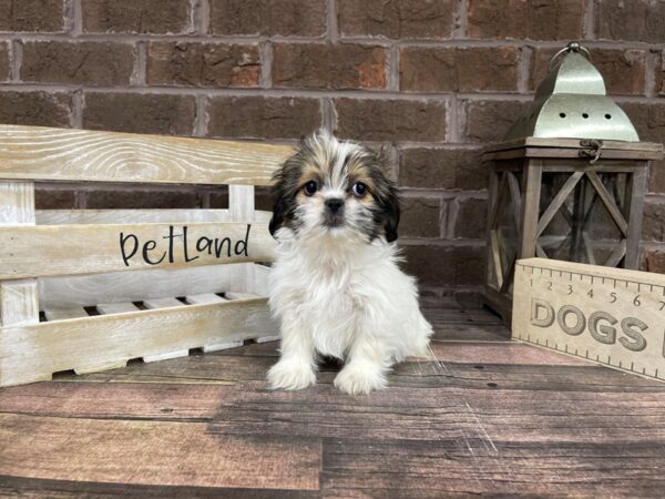 Shih Tzu-DOG-Female-Sable / White-3159-Petland Knoxville, Tennessee