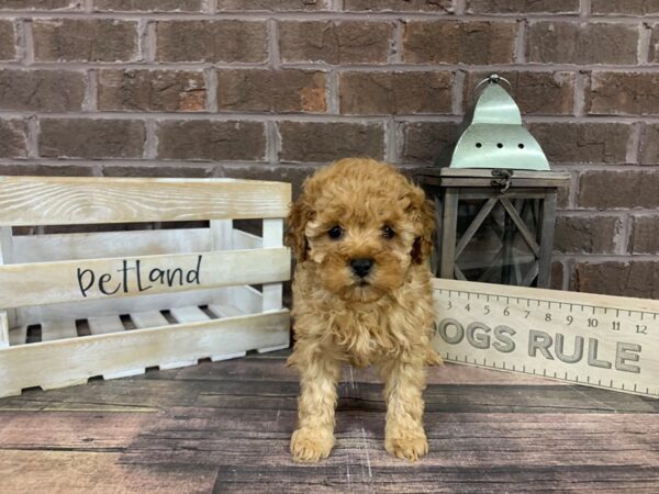 Miniature Poodle-DOG-Female-Apricot-3162-Petland Knoxville, Tennessee