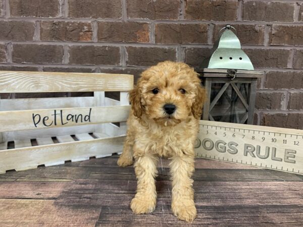 Miniature Poodle-DOG-Female-Apricot-3163-Petland Knoxville, Tennessee