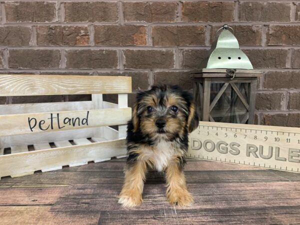Yorkshire Terrier-DOG-Female-Black / Tan-3164-Petland Knoxville, Tennessee