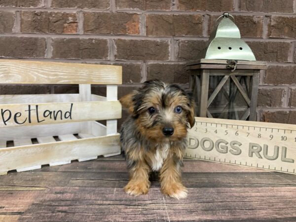 Yorkshire Terrier DOG Male Blue Merle 3165 Petland Knoxville, Tennessee