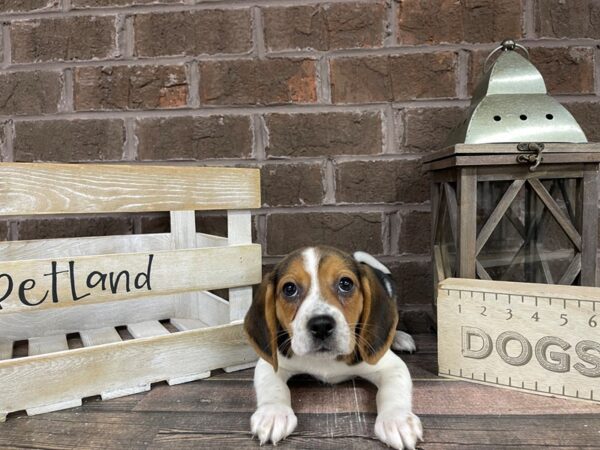 Beagle-DOG-Female-Tri-3160-Petland Knoxville, Tennessee