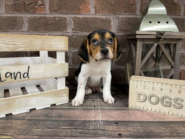 Beagle-DOG-Male-Tri-3161-Petland Knoxville, Tennessee