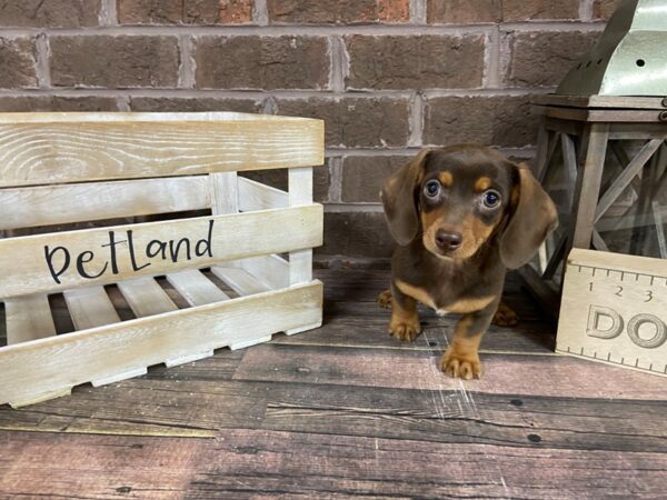 Dachshund-DOG-Female-Choc/Tan-3168-Petland Knoxville, Tennessee