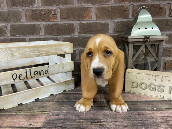 Basset Hound-DOG-Female-Red-3166-Petland Knoxville, Tennessee