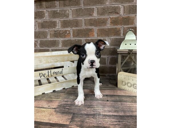 Boston Terrier-DOG-Female-Black-3153-Petland Knoxville, Tennessee