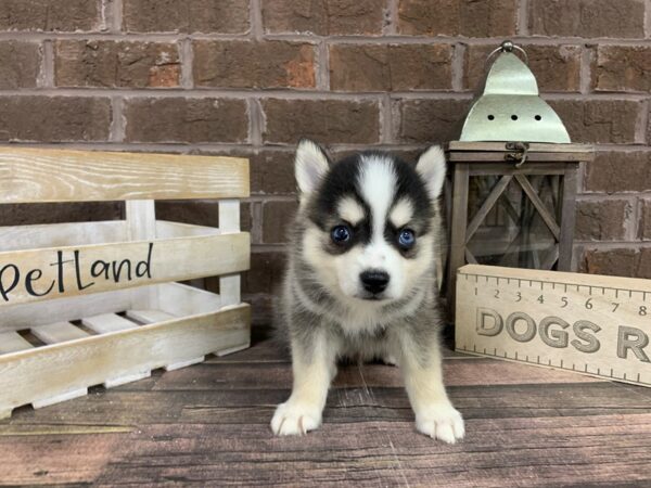 Pomsky-DOG-Male-BLK WH-3169-Petland Knoxville, Tennessee